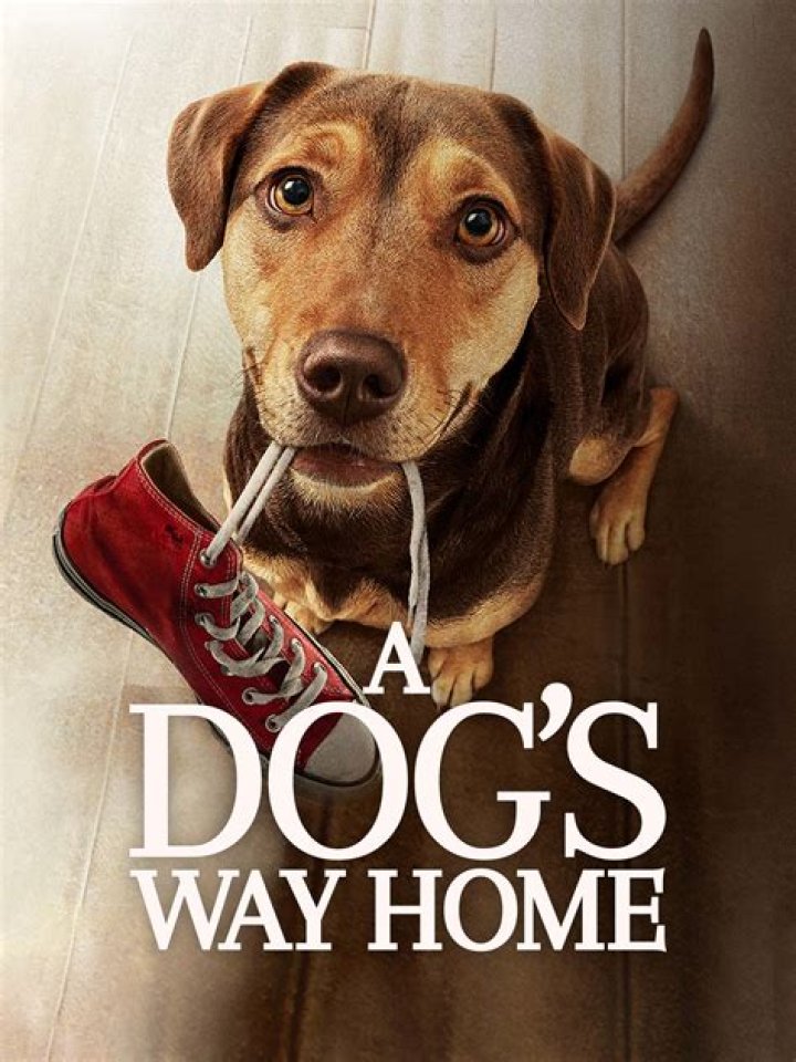Is the movie A Dog's Way Home Based on a true story?