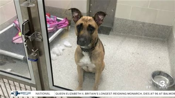 Is the Nebraska Humane Society a no kill shelter?