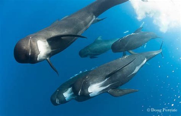 Is the pilot whale endangered?