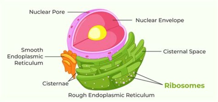 Is the place in the cell where ribosomes are built?