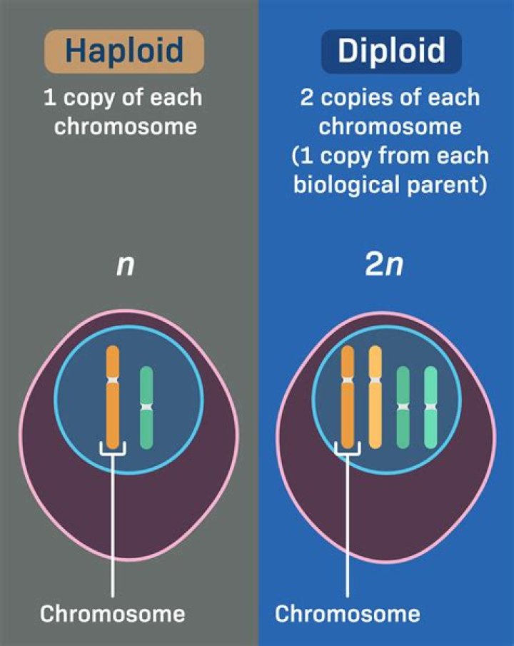 Is the Prothallium haploid or diploid?