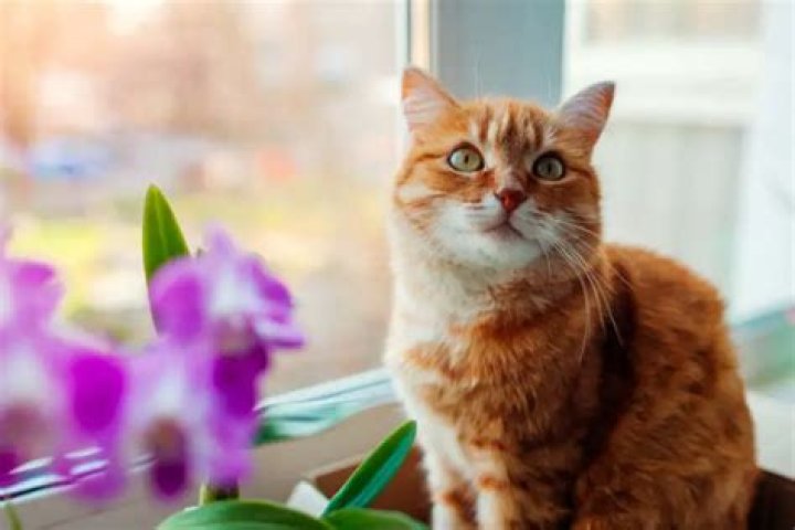 Is the smell of bleach harmful to cats?