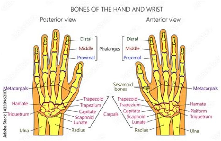 Is the top of the hand anterior or posterior?
