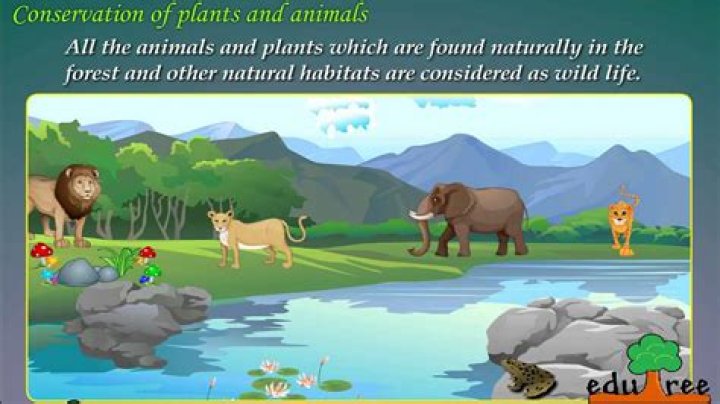 Is the world a safe place for all animals and plants?
