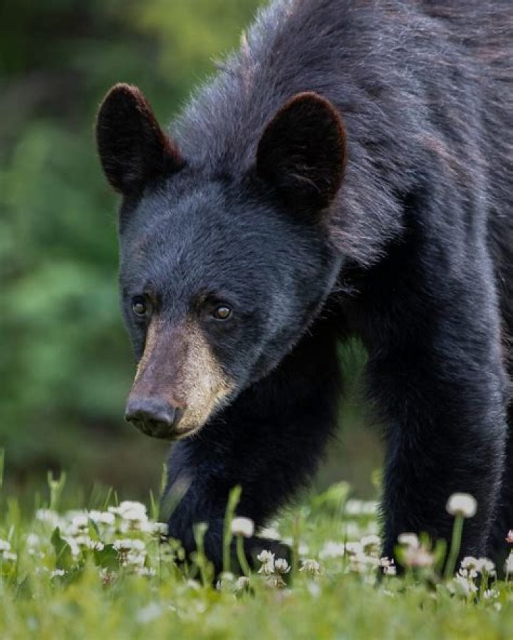 Is there a bear hunting season in Kentucky?