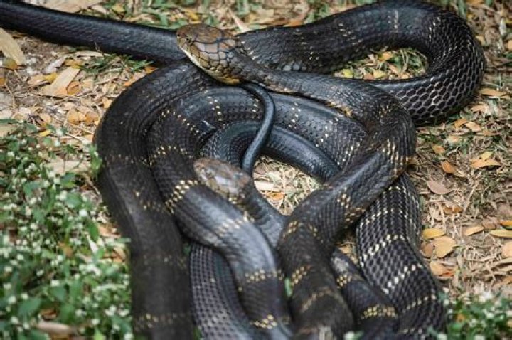 Is there a black cobra?