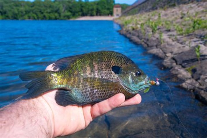 Is there a limit on bluegill in Indiana?