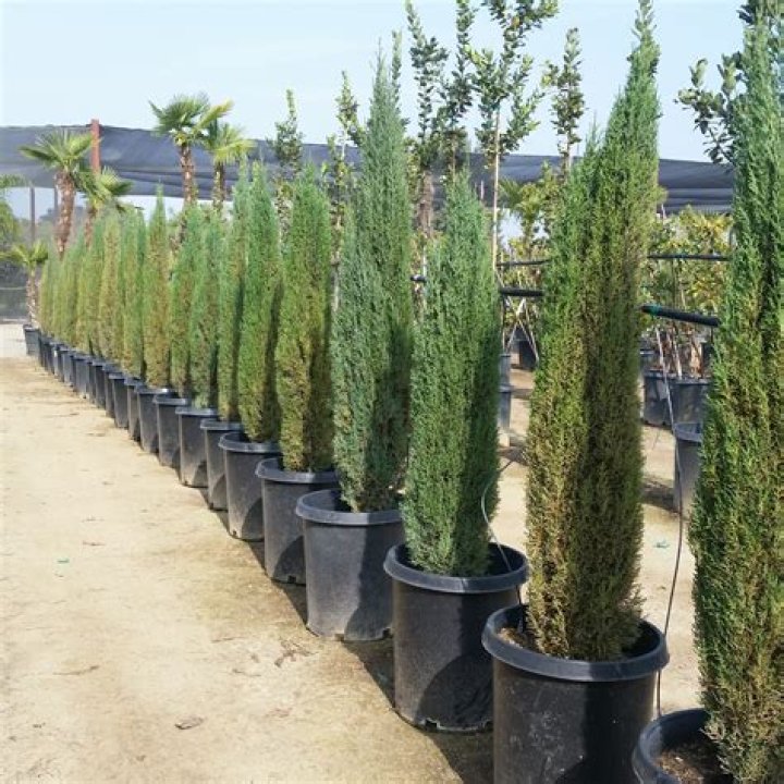 Is there a miniature Italian cypress?