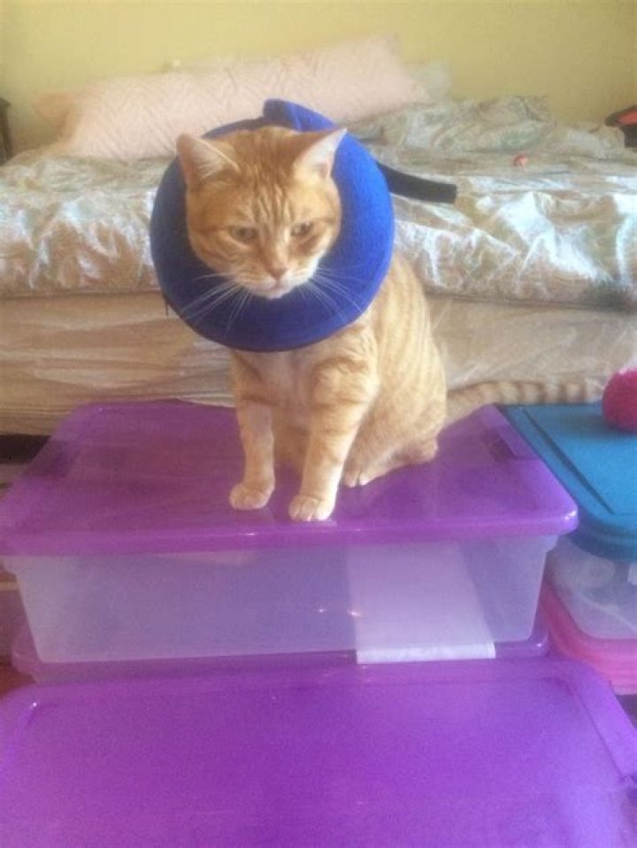 Is there an alternative to an Elizabethan collar?