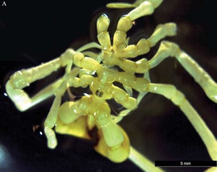 Is there any spiders in Antarctica?