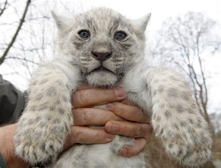 Is there such thing as a white leopard?