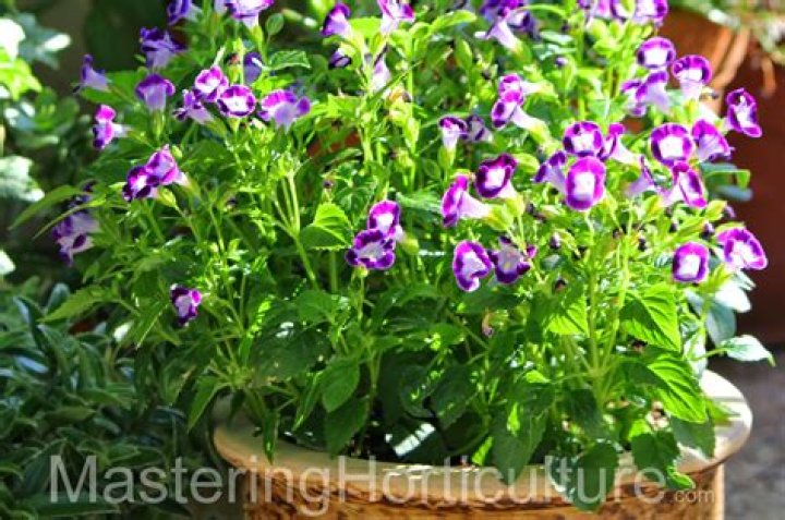 Is torenia poisonous?