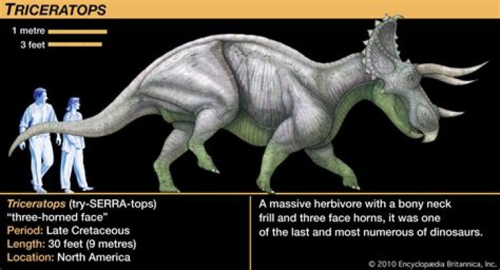 Is torosaurus actually triceratops?