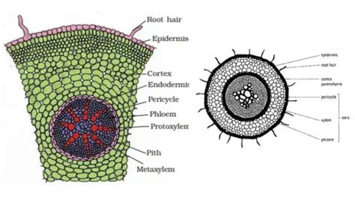 Is vascular a root word?