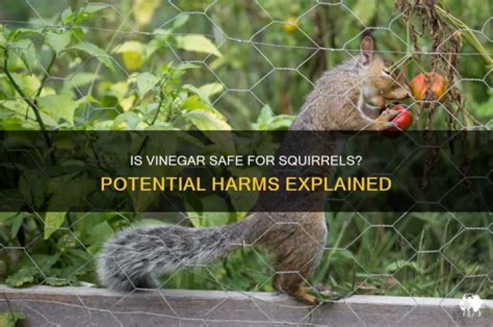 Is vinegar harmful to wildlife?