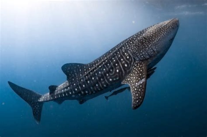 Is whale shark the largest fish in the world?