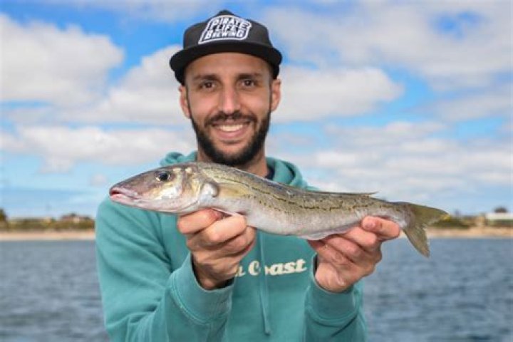 Is Whiting fish good for bait?