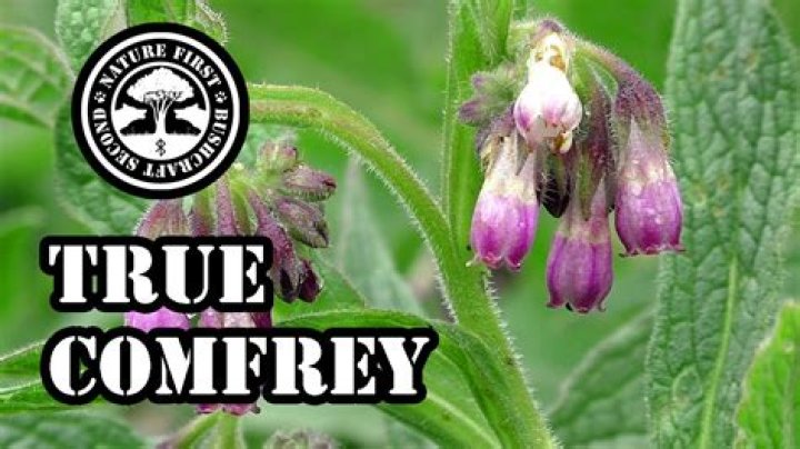 Is wild comfrey the same as comfrey?