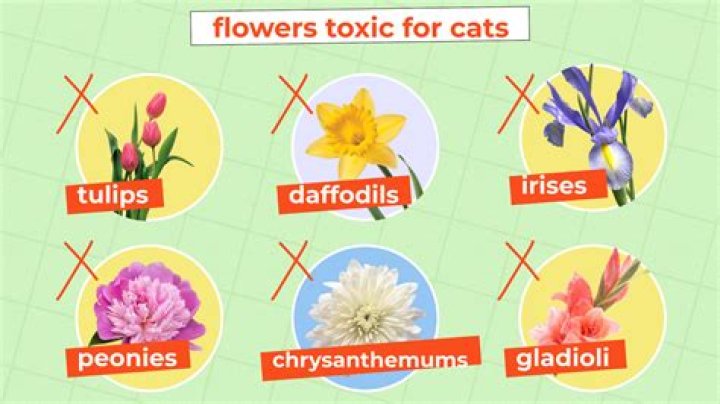Is wool bad for cats?