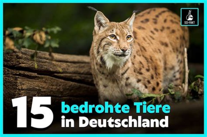 Ist der Beluga vom Aussterben bedroht?