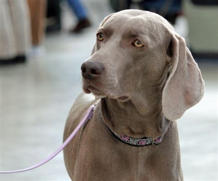 Ist ein Weimaraner ein Familienhund?