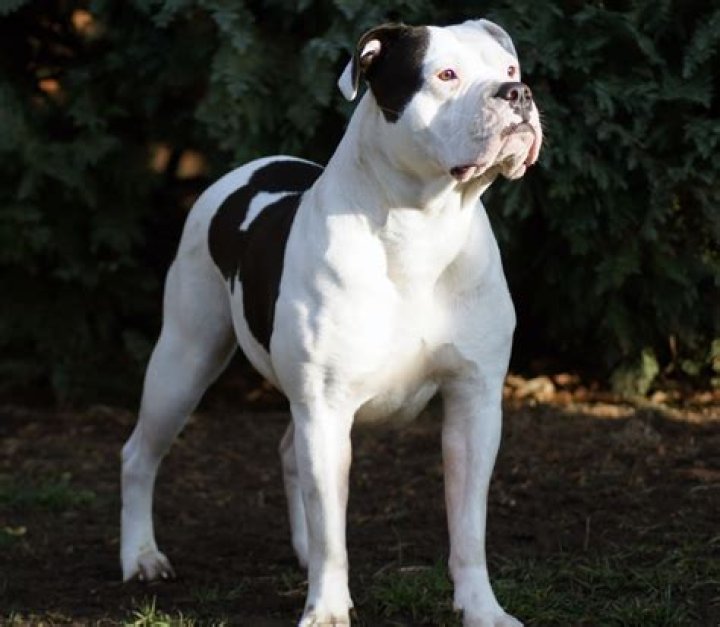 Ist eine amerikanische Bulldogge ein Kampfhund?