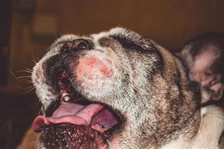 O que fazer quando aparece feridas no cachorro?