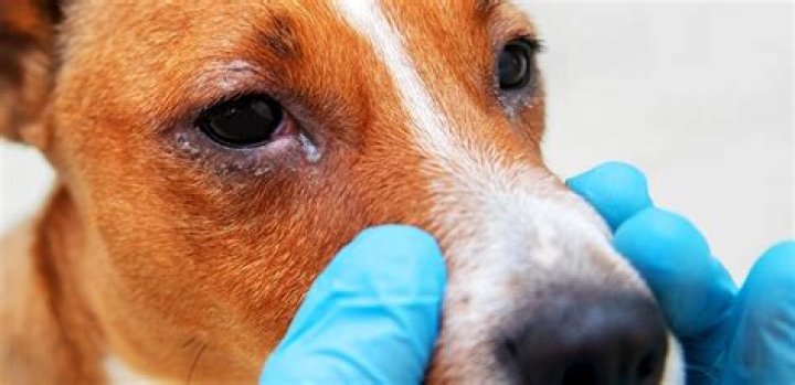 O que significa quando o cachorro fica muito perto do dono?