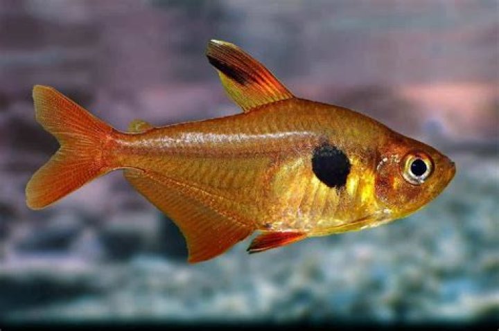 Onde encontrar o peixe-bolha?