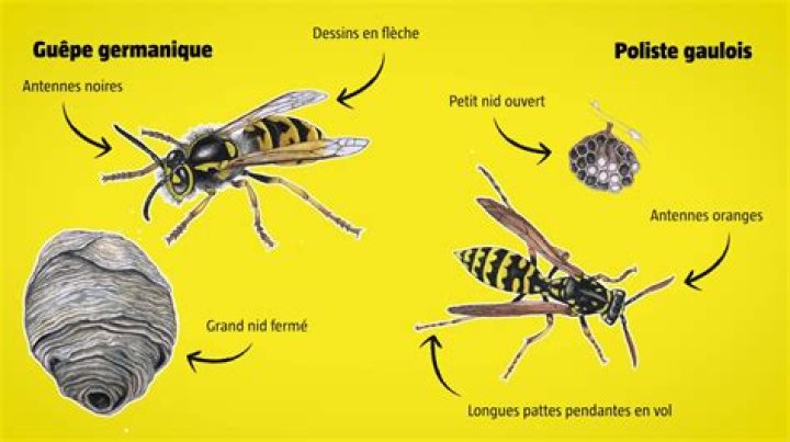 Pourquoi les Guepes piquent sans raison ?