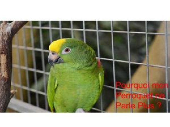 Pourquoi mon perroquet ne parle pas ?