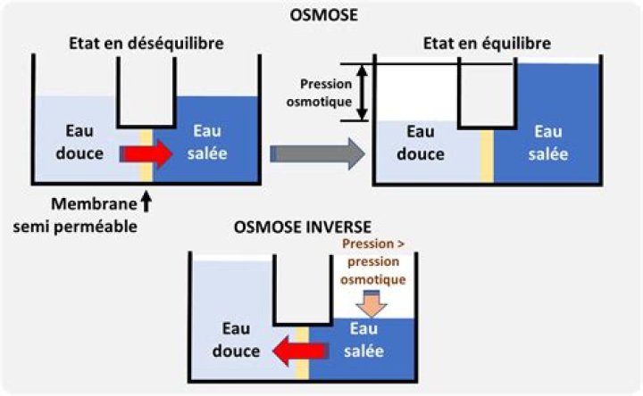 Qu'est-ce que l'osmose entre deux personnes ?