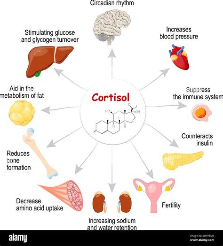 Qu'est-ce que le cortisol sanguin ?