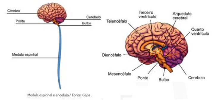 Quais as estruturas que formam o sistema nervoso?
