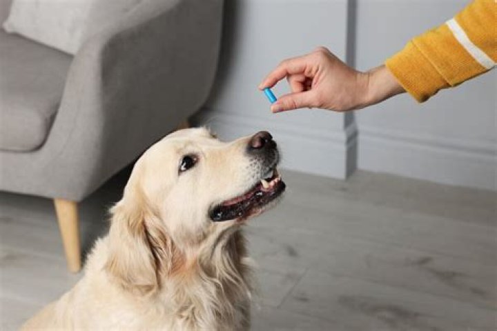 Qual a melhor maneira de dar comprimido para cachorro?