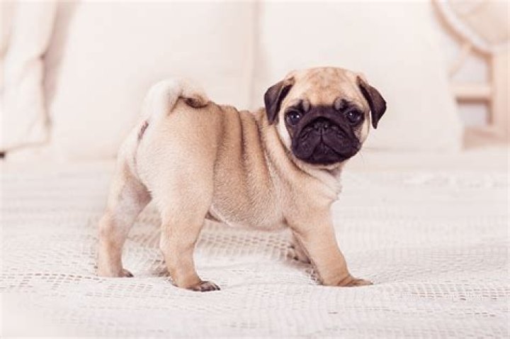 Qual o valor do filhote de cachorro Pug?