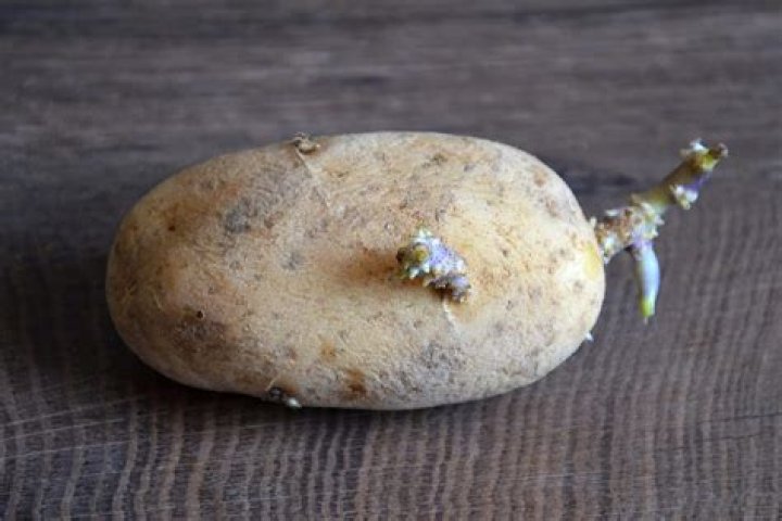Quand la pomme de terre Est-elle toxique ?