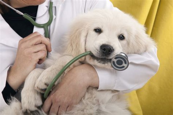 Quando o cachorro fica tremendo o que pode ser?