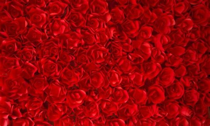 Quanto tempo duram as rosas?