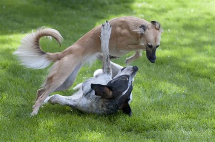Quanto tempo os cachorros ficam grudados?