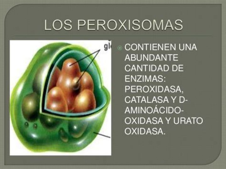 ¿Que contienen los peroxisomas?