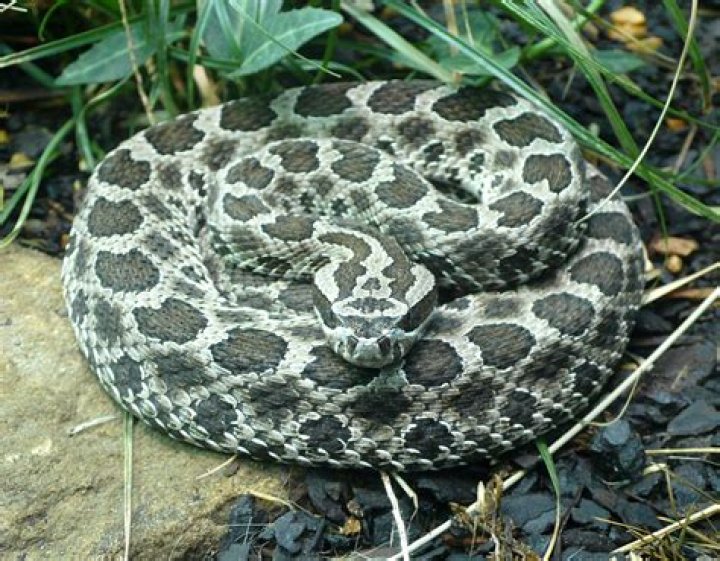 Quel est le serpent le moins dangereux ?