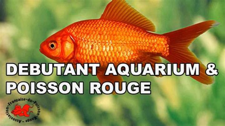 Quel volume d'eau pour un poisson rouge ?