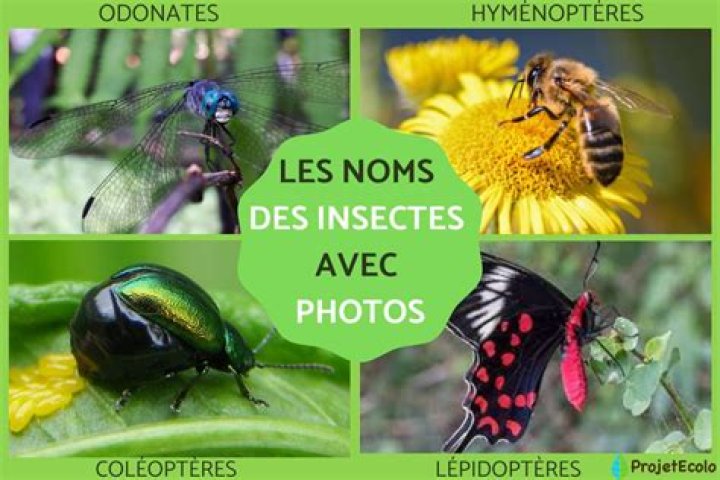 Quels sont les insectes utiles ?
