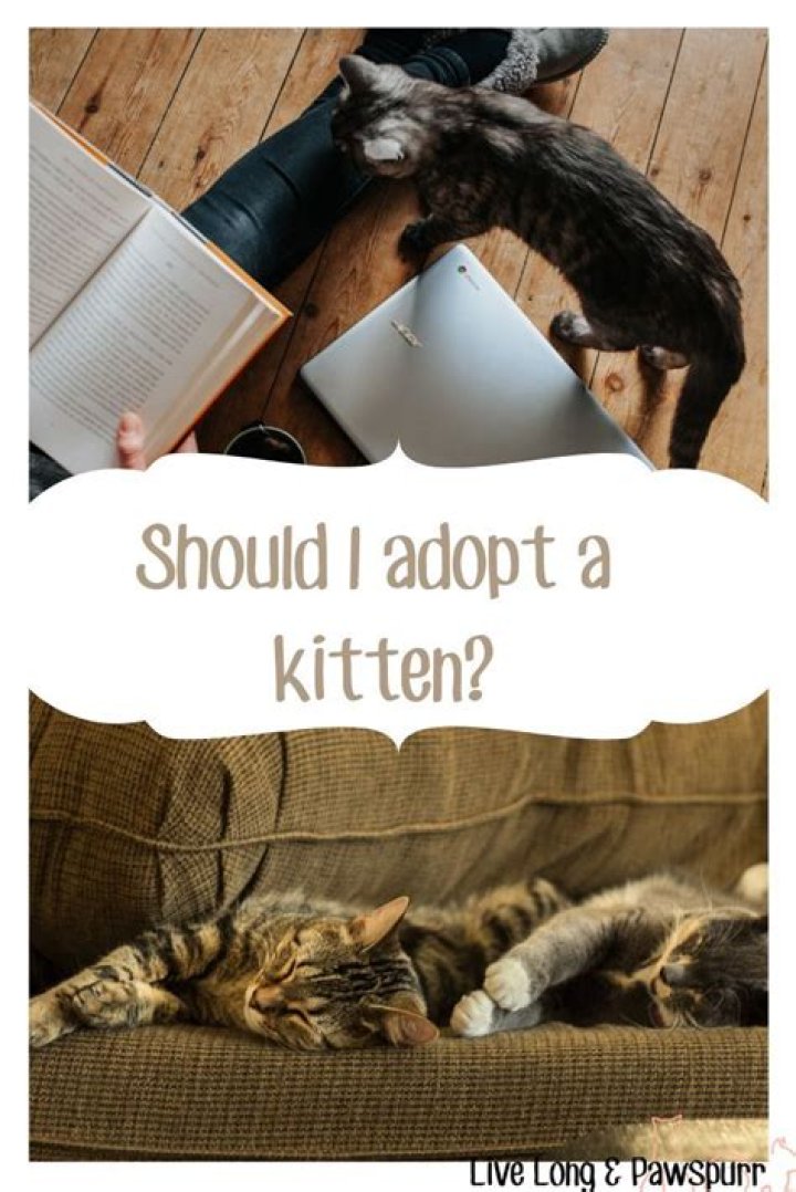Should I adopt a kitten with cat flu?