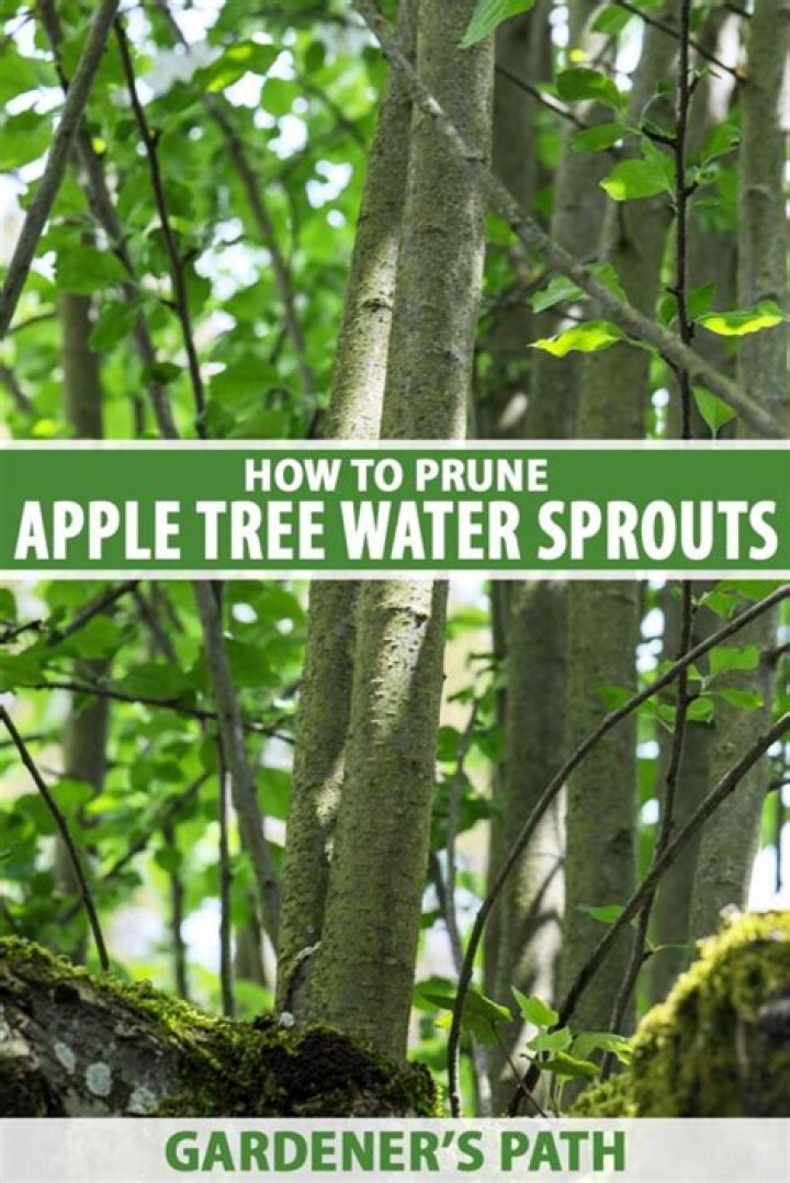 Should I prune water sprouts?