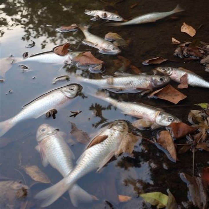 Should I remove dead fish from pond?