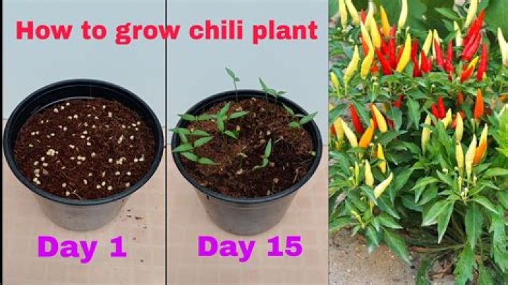 Should I remove leaves from my chilli plant?