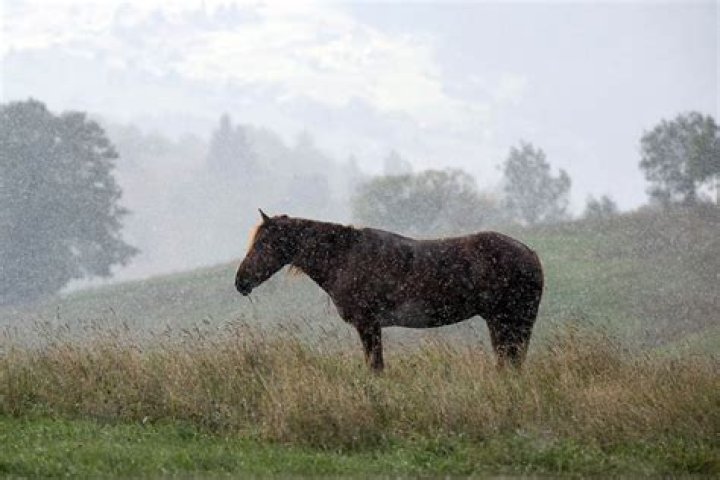 Should I rug my horse in the rain?