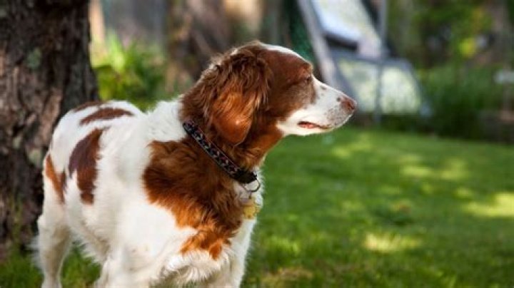 Should I trim my Brittany Spaniel?